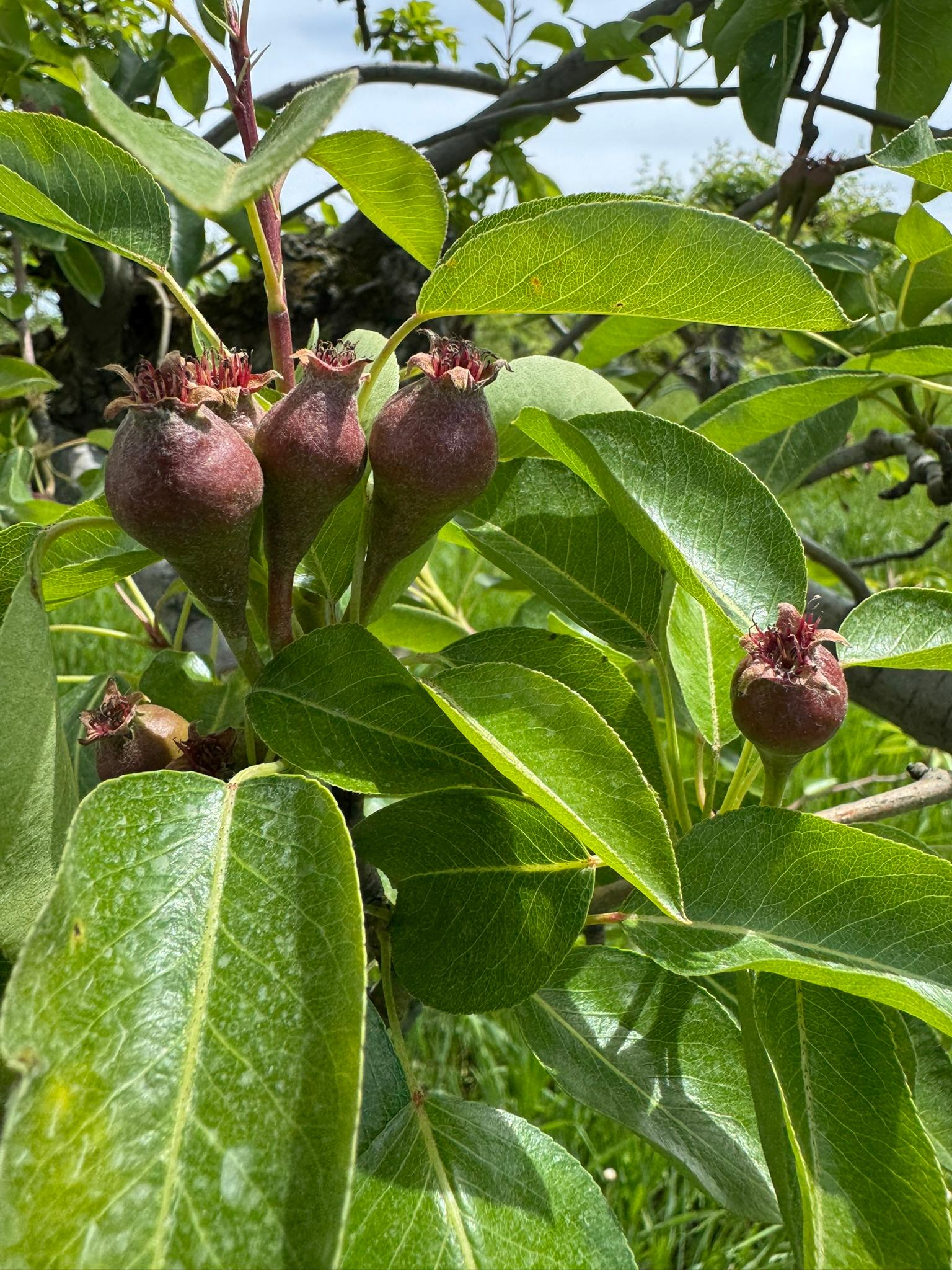Bartlett Pear Spicers May 27.JPEG